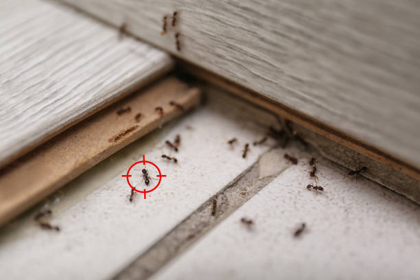 Best Spider Control Near Me  in Whiteman Af, MO