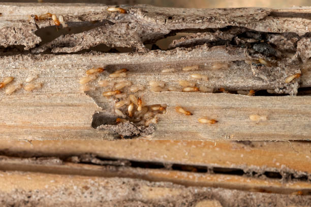 Best Pest Control Near Me in Whiteman Af, MO